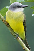 Tropical Kingbird