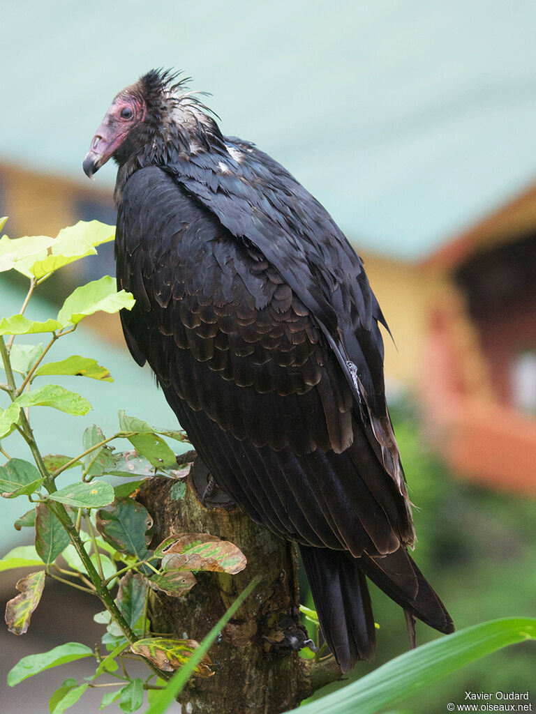 Turkey Vulture