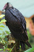 Turkey Vulture