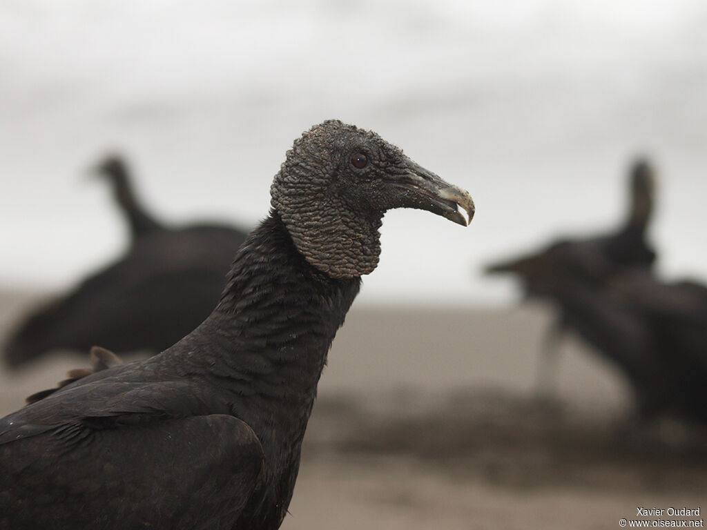 Black Vulture