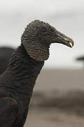 Black Vulture