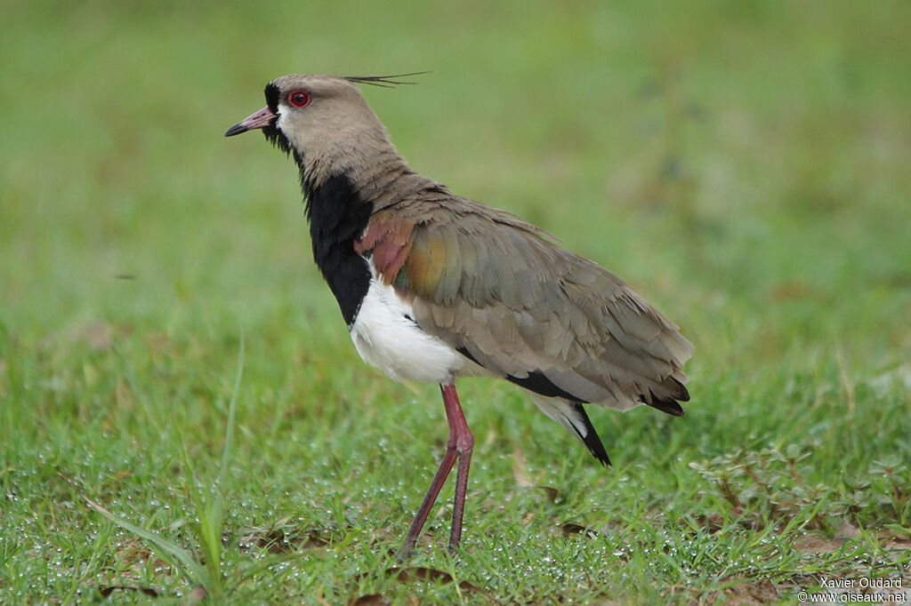 Southern Lapwing