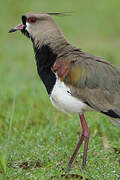 Southern Lapwing