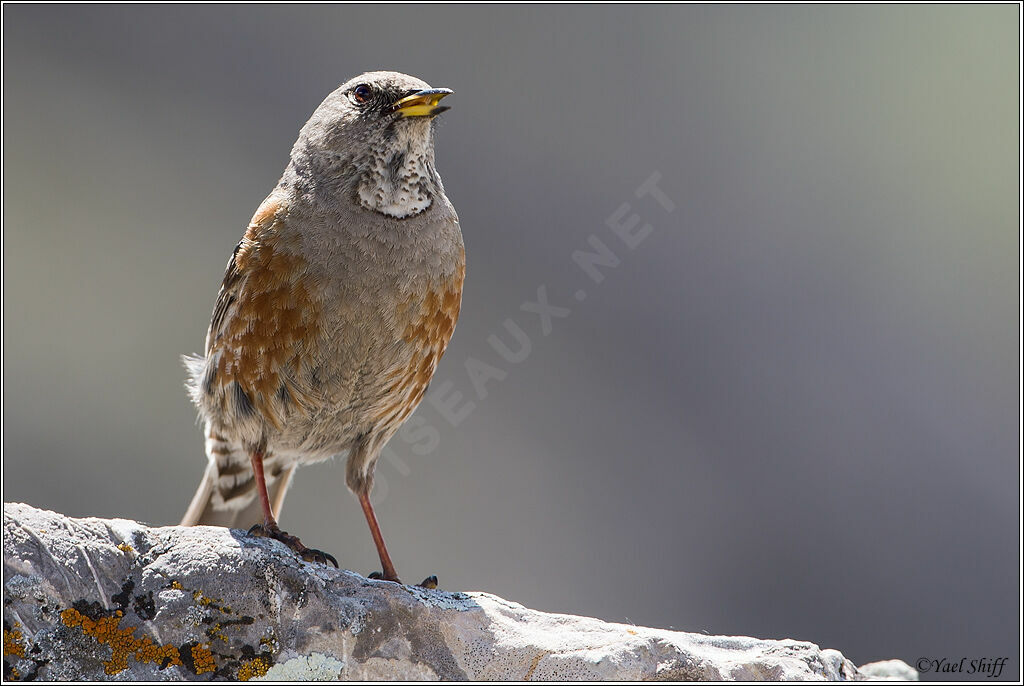 Alpine Accentor