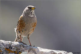 Alpine Accentor