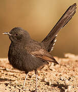 Black Scrub Robin