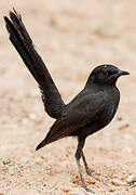 Black Scrub Robin