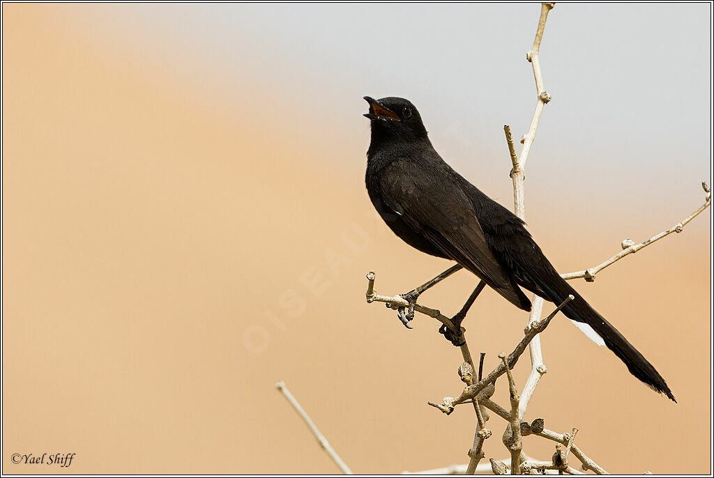 Black Scrub Robin