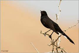 Black Scrub Robin