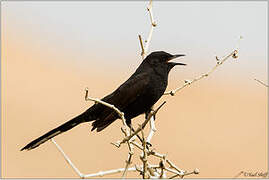 Black Scrub Robin