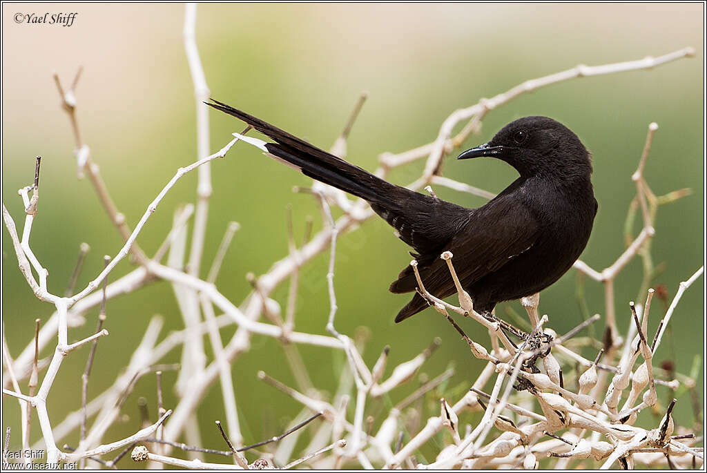 Black Scrub Robinadult