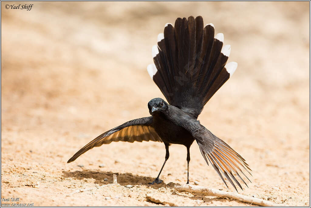 Black Scrub Robinadult, courting display