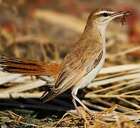 Rufous-tailed Scrub Robin