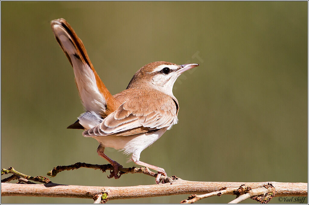 Rufous-tailed Scrub Robin