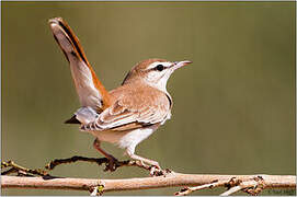 Rufous-tailed Scrub Robin