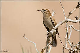 Rufous-tailed Scrub Robin