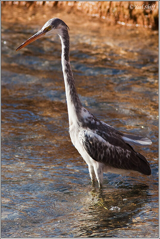 Western Reef Heron