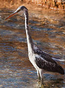 Western Reef Heron