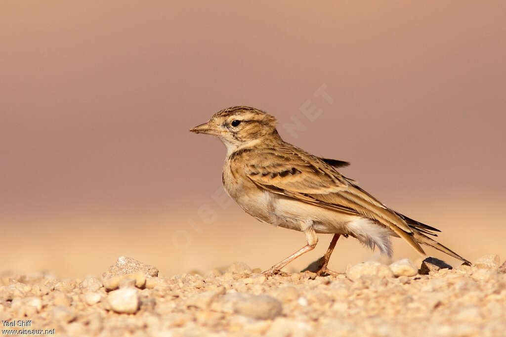 Greater Short-toed Lark, identification