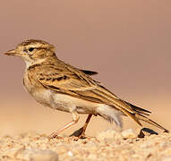 Greater Short-toed Lark