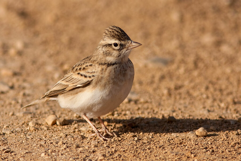 Greater Short-toed Lark, identification