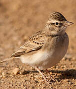 Greater Short-toed Lark