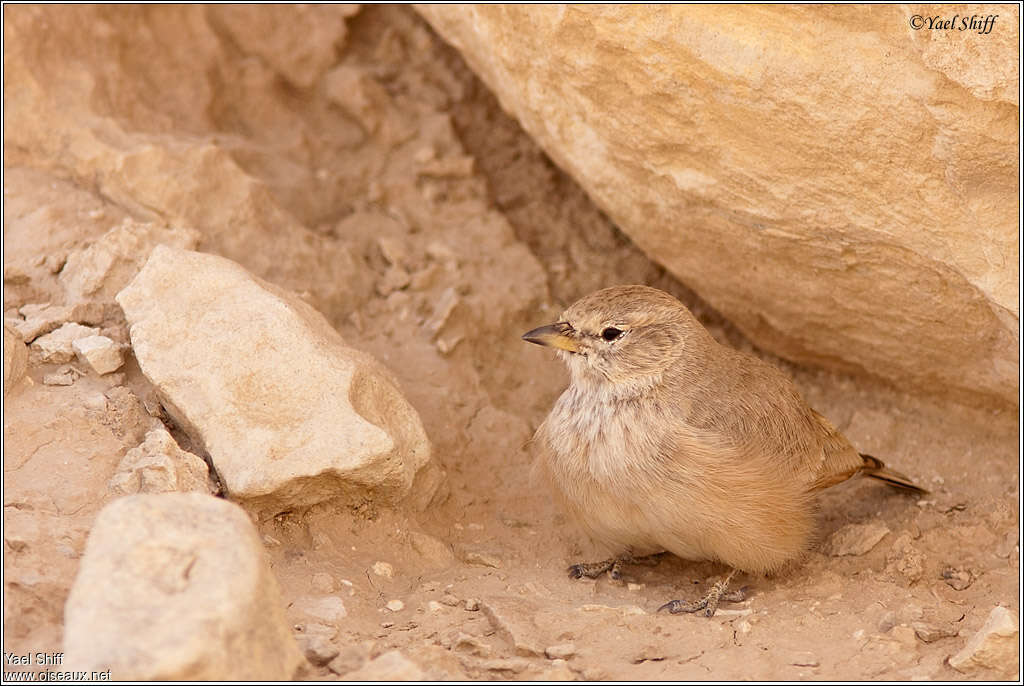 Ammomane isabellinejuvénile, identification