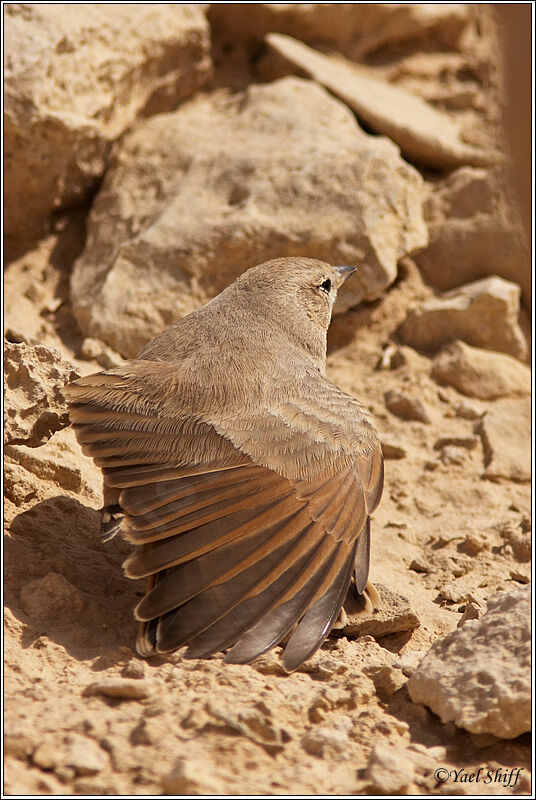 Desert Lark