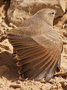 Desert Lark