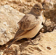 Desert Lark