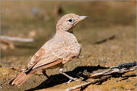 Desert Lark