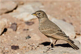 Desert Lark