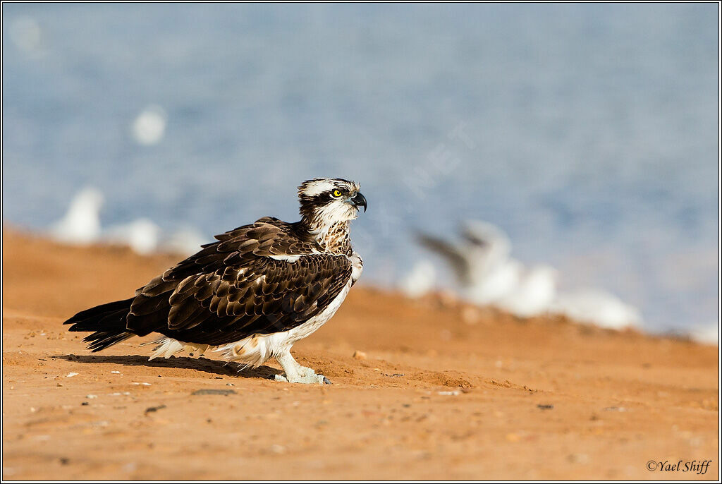 Osprey