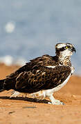 Western Osprey