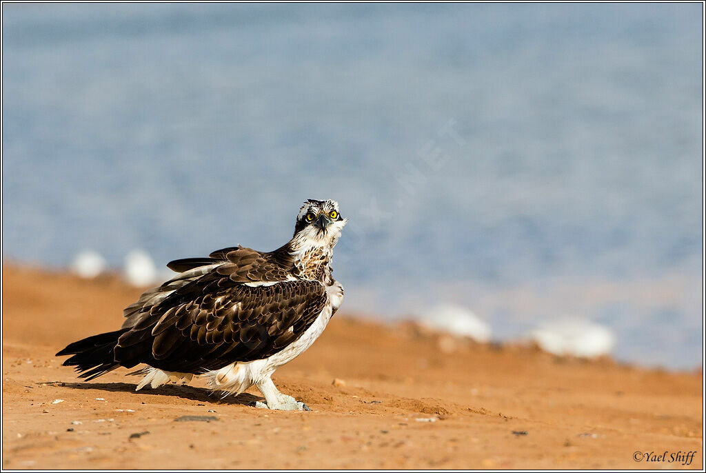 Western Osprey