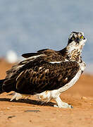 Western Osprey