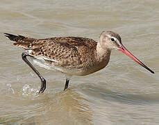 Black-tailed Godwit