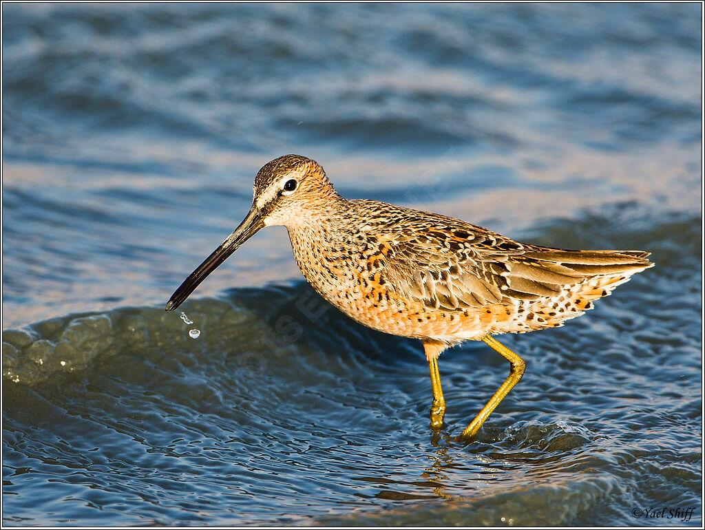 Long-billed Dowitcher