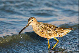 Long-billed Dowitcher