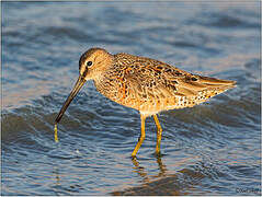 Long-billed Dowitcher