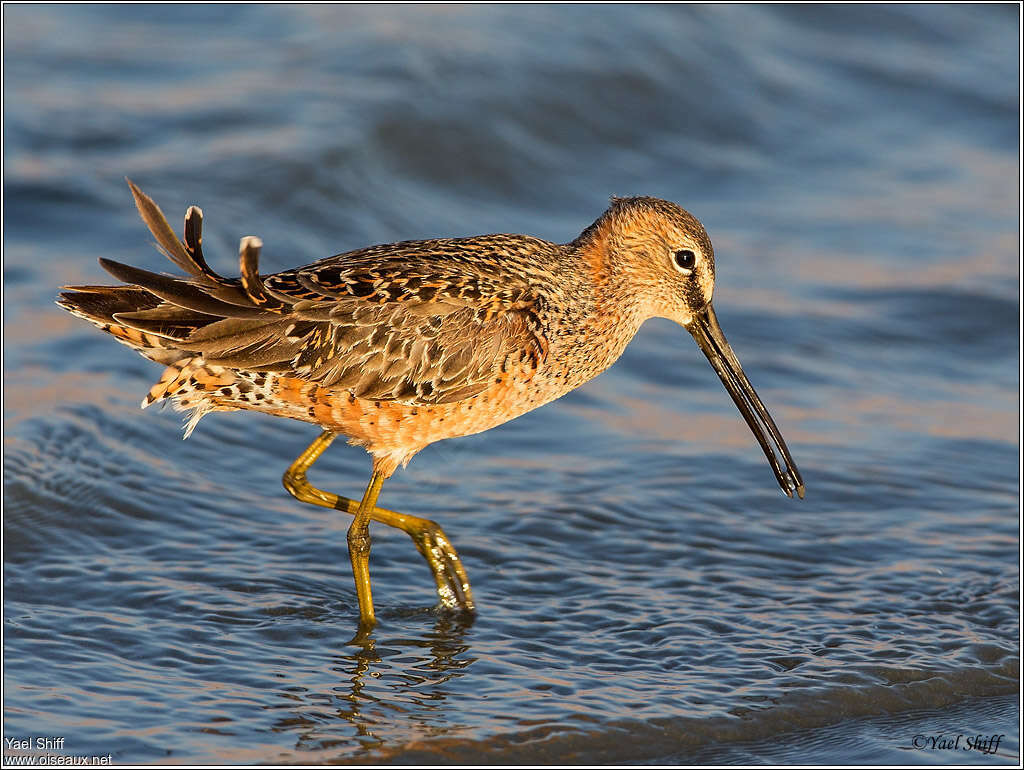 Long-billed Dowitcher