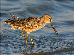 Long-billed Dowitcher