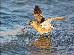 Long-billed Dowitcher