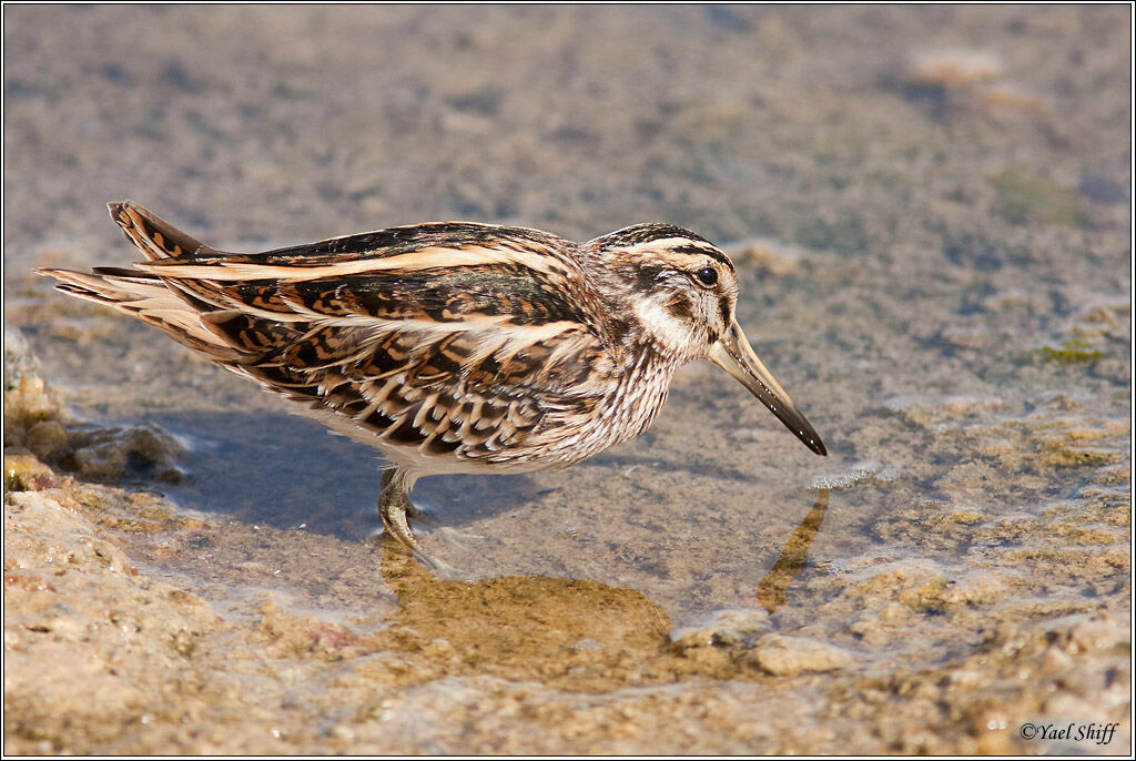 Jack Snipe