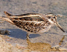 Jack Snipe