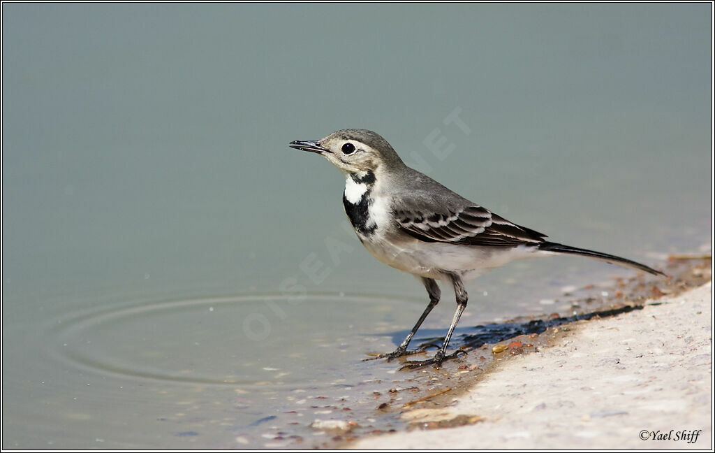 White Wagtail