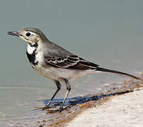 White Wagtail