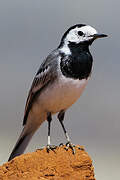 White Wagtail