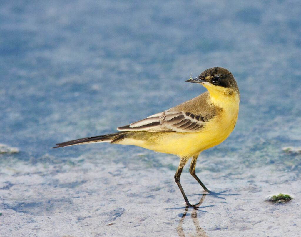 Western Yellow Wagtail