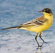 Western Yellow Wagtail